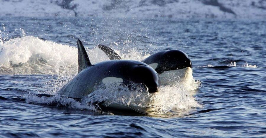 Alta: Alta Fjord Whale Watching Tour - Final verdict: book it with realistic expectations