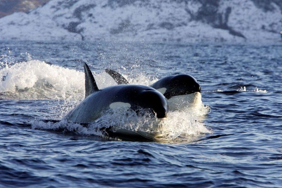 Alta: Alta Fjord Whale Watching Tour - Three and a half hours searching the fjord