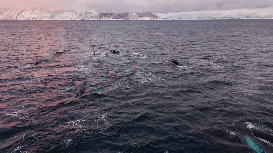Alta: Altafjord Whale Watching in a Heated Boat - Key points to know before you go