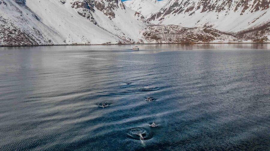 Alta: Altafjord Whale Watching in a Heated Boat - Life aboard Sea Runner