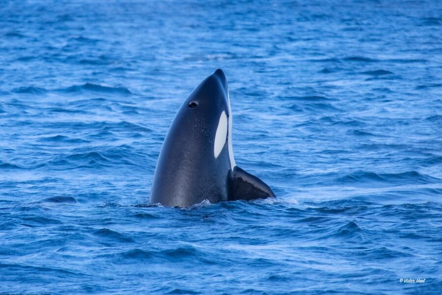 Alta: Altafjord Whale Watching in a Heated Boat - The guide and the human side of the trip