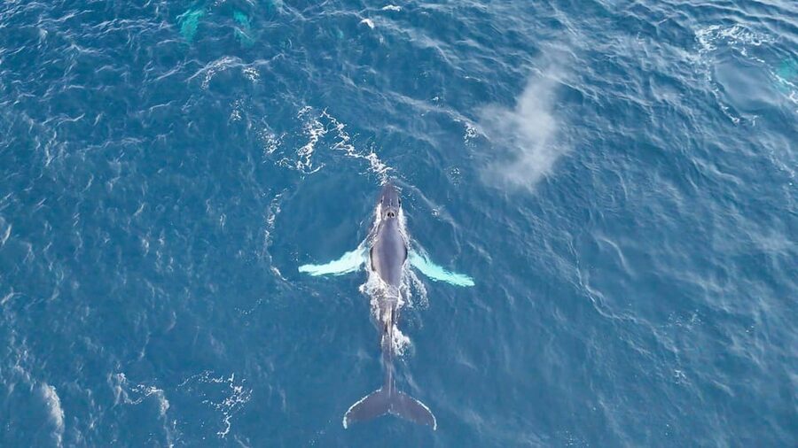 Alta: Altafjord Whale Watching in a Heated Boat - Who should book this safari?