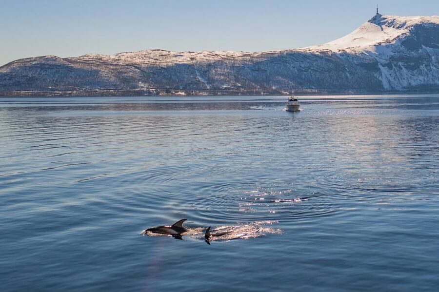 Alta: Altafjord Whale Watching in a Heated Boat - Why the herring season matters