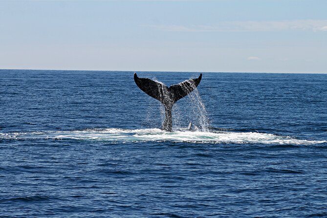 Alta Fjord: Whale Safari Experience - Setting out from Fiskerihavna at 9:00 am
