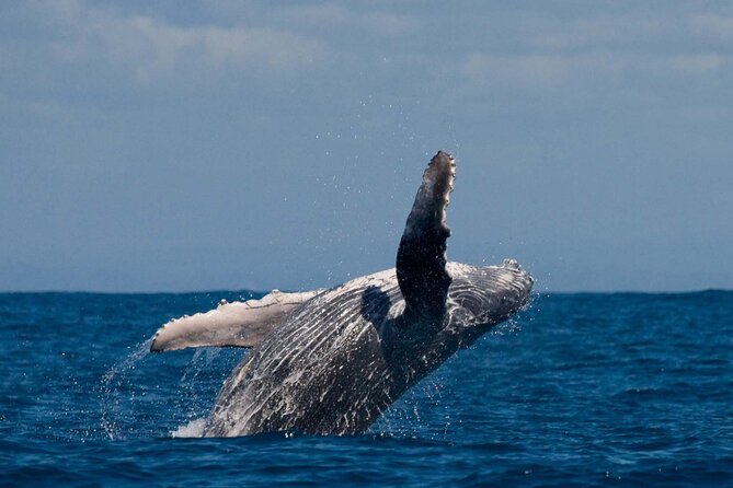Alta Fjord: Whale Safari Experience - What the four-hour search feels like