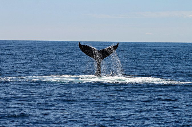 Alta Fjord: Whale Safari Experience - The weather policy and the shore-based alternative