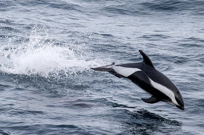 Alta Fjord: Whale Safari Experience - Is $264.79 a fair price?