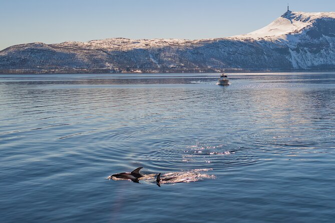 Alta Fjord Whale Watching on a Heated Boat - Leaving Alta at 10:00