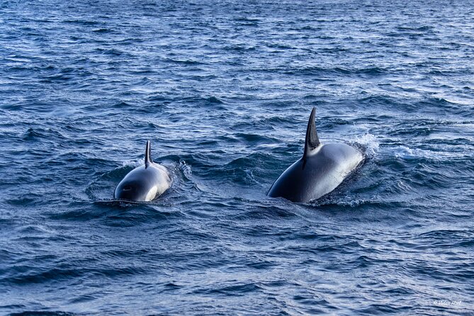 Alta Fjord Whale Watching on a Heated Boat - What the guide adds beyond whale spotting