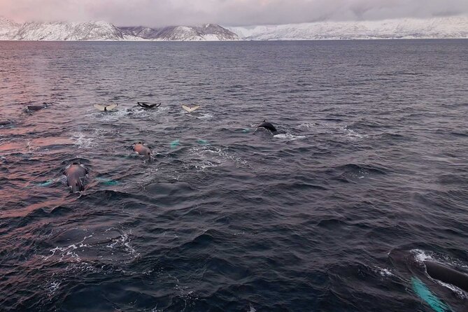 Alta Fjord Whale Watching on a Heated Boat - Timing, weather, and what to wear