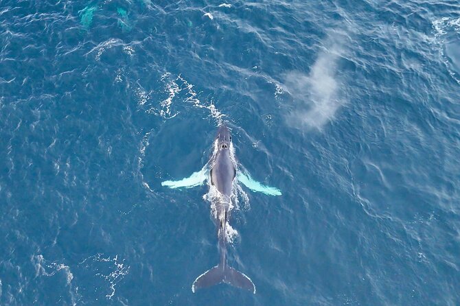 Alta Fjord Whale Watching on a Heated Boat - Meeting at Alta Harbor at 9:45