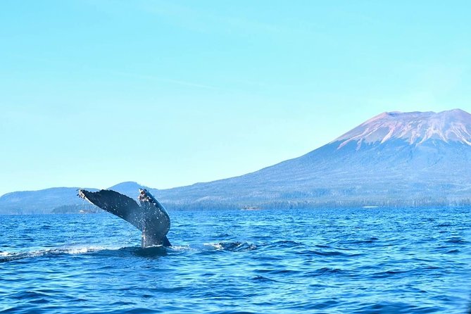 Amazing Whale Watching and Marine Wildlife Shore Excursion - Searching Sitka’s waters for humpback whales