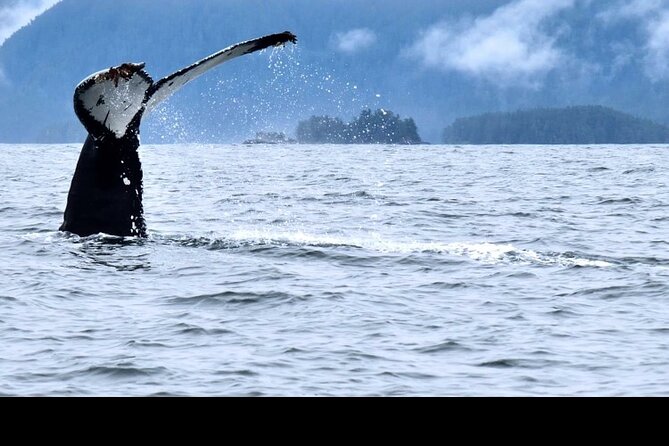 Amazing Whale Watching and Marine Wildlife Shore Excursion - Sea lions, otters, seals, and eagles add variety