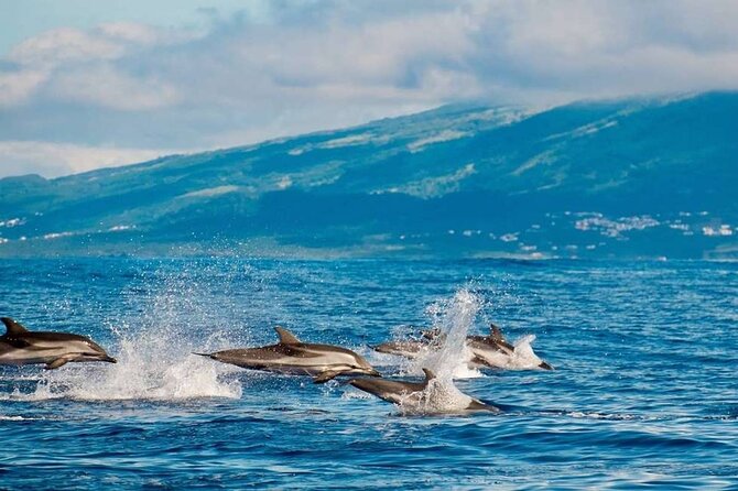 Among Whales Dolphins and Volcanoes Full Day Tour With Lunch - A morning at Ponta Delgada Marina