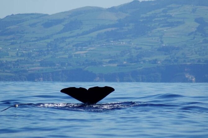 Among Whales Dolphins and Volcanoes Full Day Tour With Lunch - What the sea conditions mean for you
