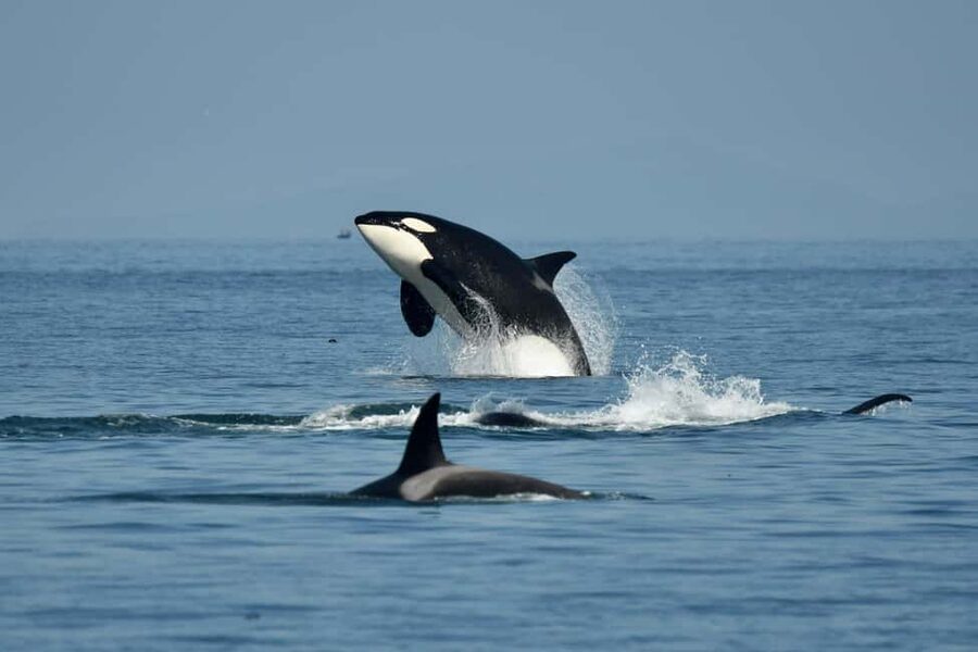 Anacortes: Full Day Whale/Wildlife Tour; Friday Harbor Stop - Key points before you book