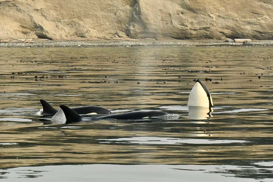 Anacortes: Full Day Whale/Wildlife Tour; Friday Harbor Stop - How much value does the $279 price offer?