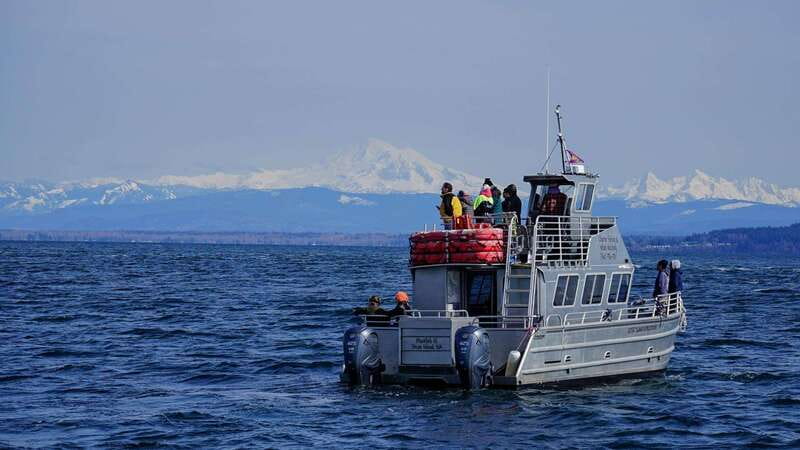Anacortes: Orca Whales Guaranteed Boat Tour near Seattle - Key points to know before booking