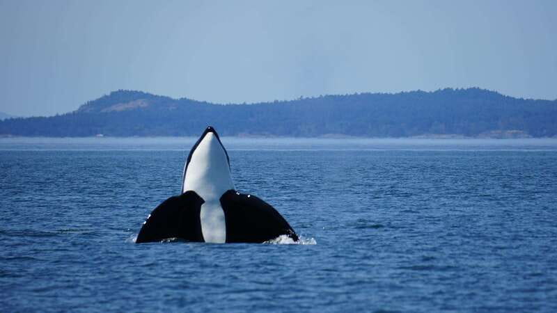 Anacortes: Orca Whales Guaranteed Boat Tour near Seattle - Leaving Anacortes for the Salish Sea