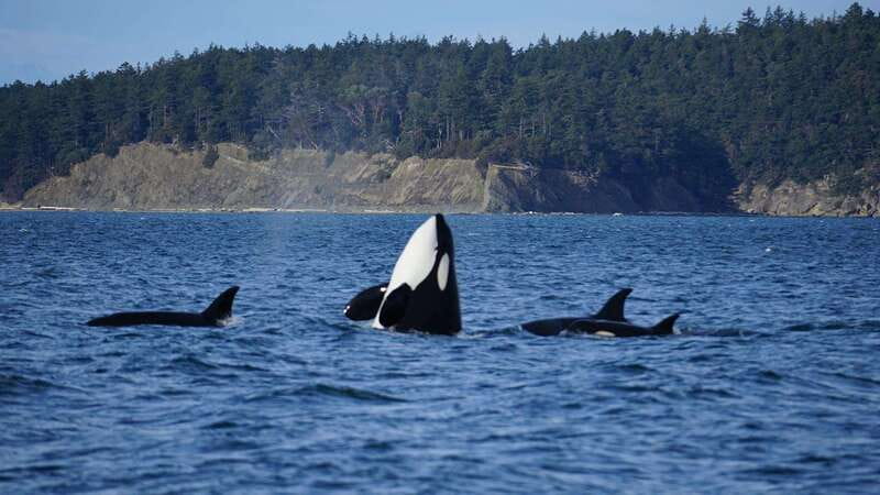 Anacortes: Orca Whales Guaranteed Boat Tour near Seattle - What the four-hour route gives you