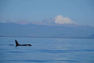 Anacortes: Orca Whales Guaranteed Boat Tour near Seattle