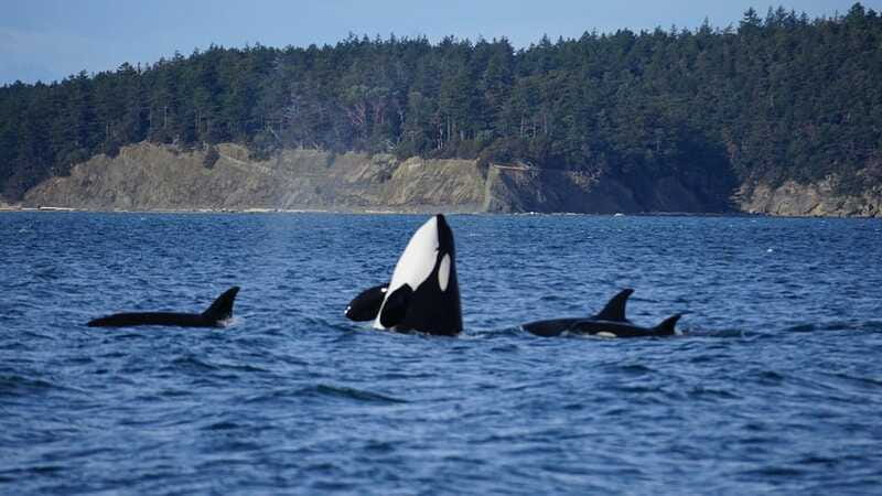 Anacortes: Orca Whales Guaranteed Boat Tour near Seattle - The guides make the difference