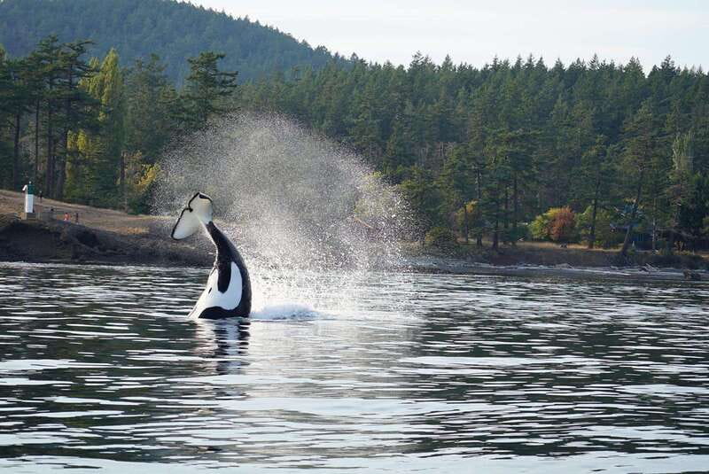 Anacortes: Orca Whales Guaranteed Boat Tour near Seattle - How close will you get to the whales?