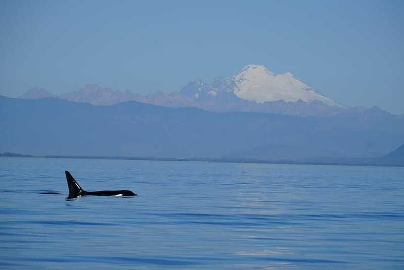 Anacortes: Orca Whales Guaranteed Boat Tour near Seattle - Other wildlife, with orcas still in first place