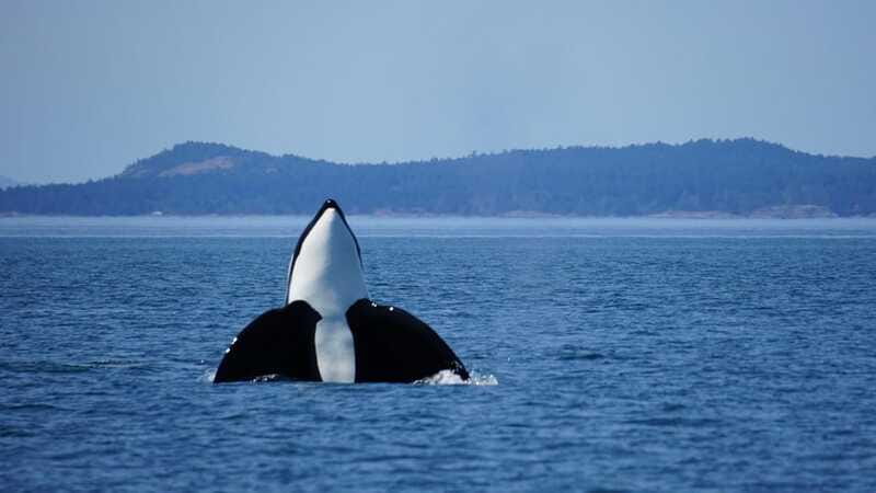 Anacortes: Orca Whales Guaranteed Boat Tour near Seattle - Is $199 a fair price?