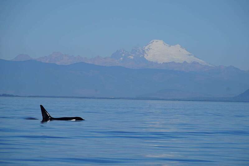Anacortes: Orca Whales Guaranteed Boat Tour near Seattle - Searching for Bigg’s orcas in open water
