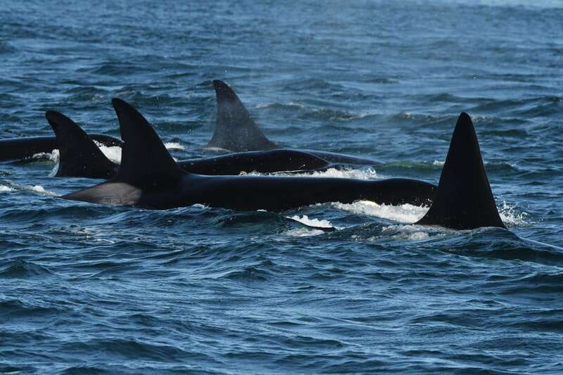 Anacortes: Whale Watching Adventure Tour Near Seattle - Key points to know before you book