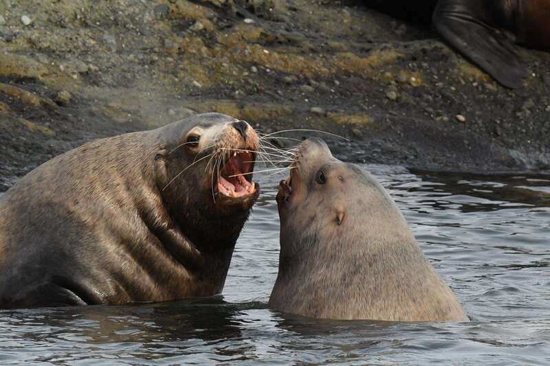 Anacortes: Whale Watching Adventure Tour Near Seattle - Practical packing advice for the Salish Sea