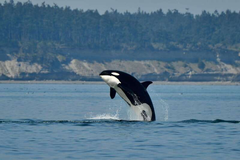 Anacortes: Whale Watching Adventure Tour Near Seattle - Why Anacortes is a smart departure point
