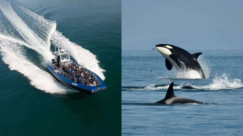 Anacortes: Whale Watching Adventure Tour Near Seattle - The Salish Sea search, from Anacortes to the islands