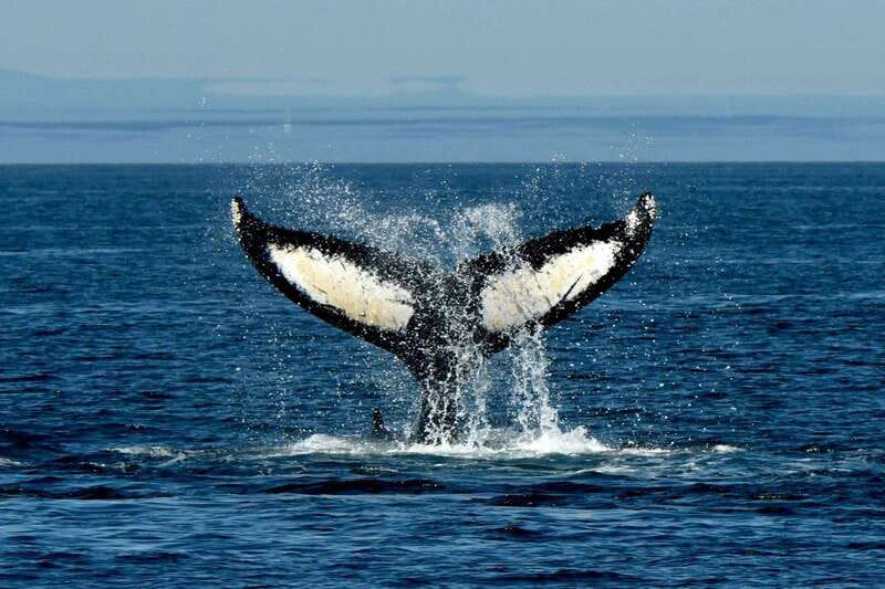 Anacortes: Whale Watching Adventure Tour Near Seattle - Why the small group changes the day