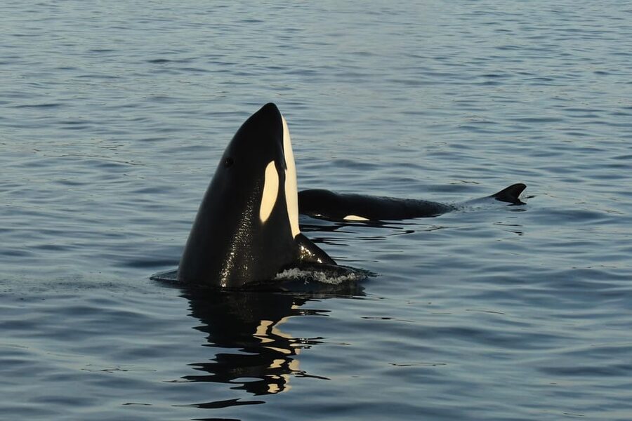 Anacortes: Whale Watching Adventure Tour Near Seattle - Who should book this adventure?