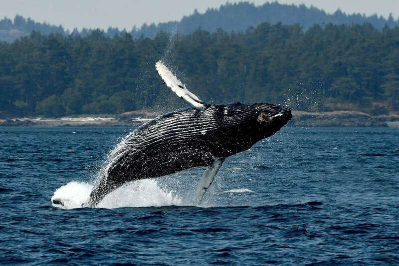 Anacortes: Whale Watching Adventure Tour Near Seattle - Getting fitted for a fast, open-air ride