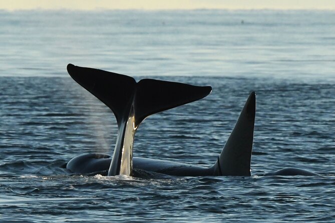 Anacortes Whale Watching Adventure Tour - Zodiac Boat - Key Details Before You Book