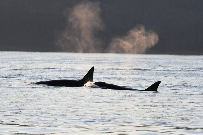 Anacortes Whale Watching Adventure Tour - Zodiac Boat - Watching Orcas Without a Show