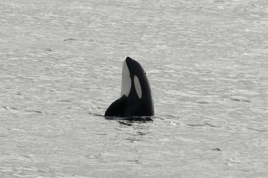 Andenes: Responsible Whale Watching with Classic Catamaran - Key points to know before sailing