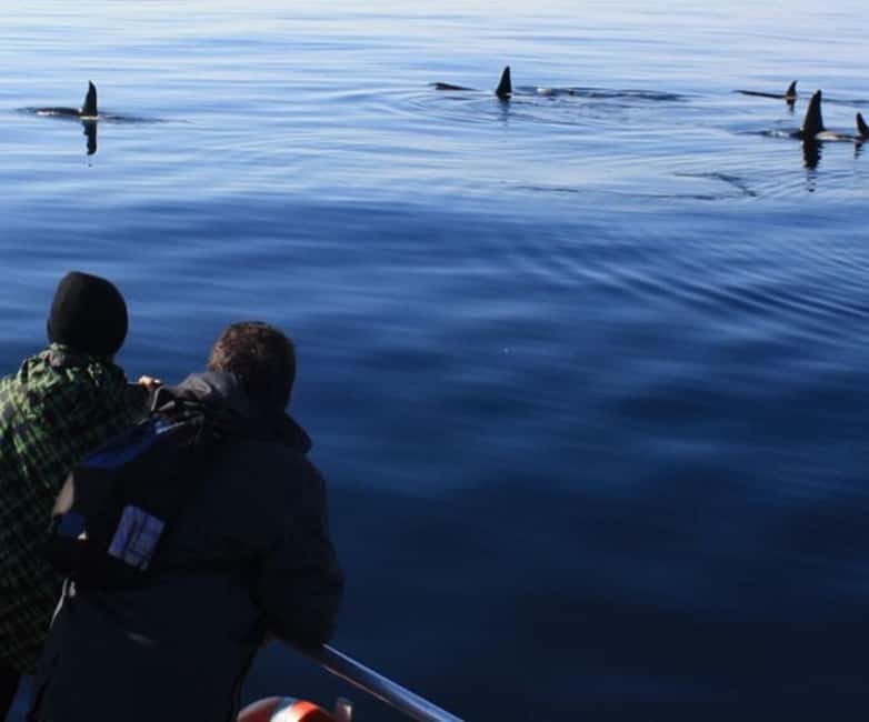 Andenes: Responsible Whale Watching with Classic Catamaran - Marine biologists who make the waiting worthwhile