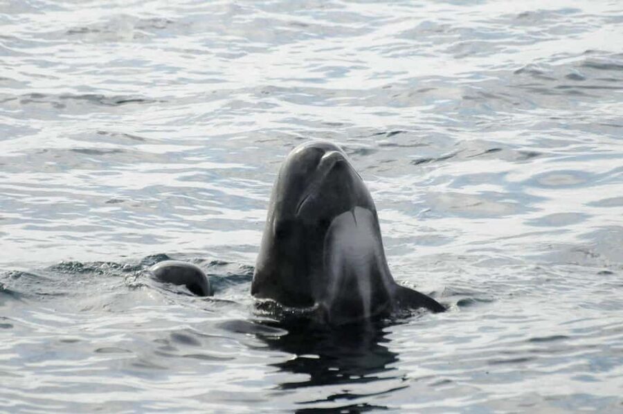 Andenes: Responsible Whale Watching with Classic Catamaran - A heated cabin, soup, and the practical comfort factor