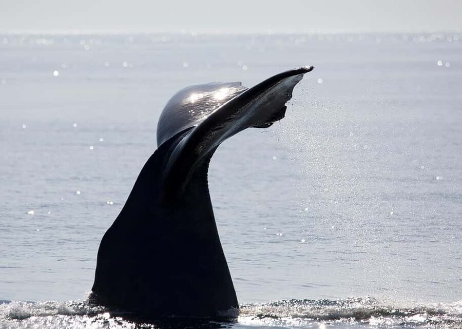 Andenes: Responsible Whale Watching with Classic Catamaran - The Whale Pass and the value of the $183 price