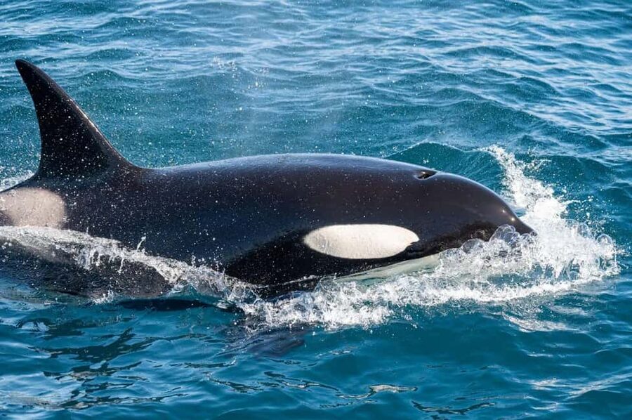Andenes: Responsible Whale Watching with Classic Catamaran - Who will enjoy this Andenes boat trip most