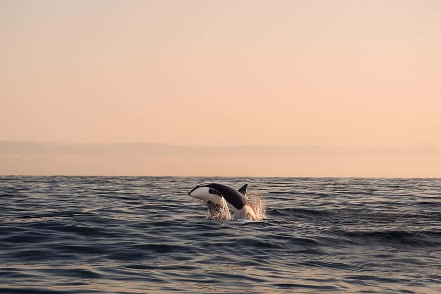 Andenes: Responsible Whale Watching with Classic Catamaran - Searching for sperm whales, orcas, and dolphins