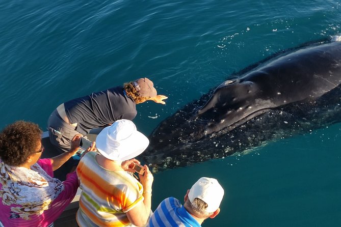 AOC Whale Watching from Broome - Key points to know before booking