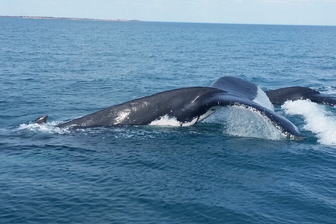 AOC Whale Watching from Broome - Leaving from Gantheaume Point at 3:00 pm