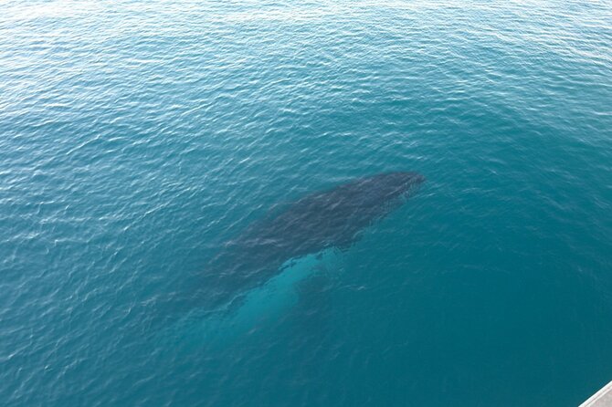 AOC Whale Watching from Broome - Watching humpbacks in their migration season