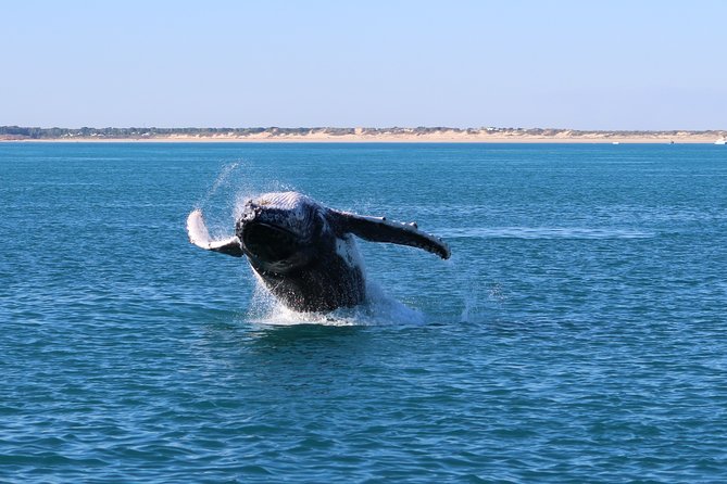 AOC Whale Watching from Broome - A marine biologist and a hydrophone on board