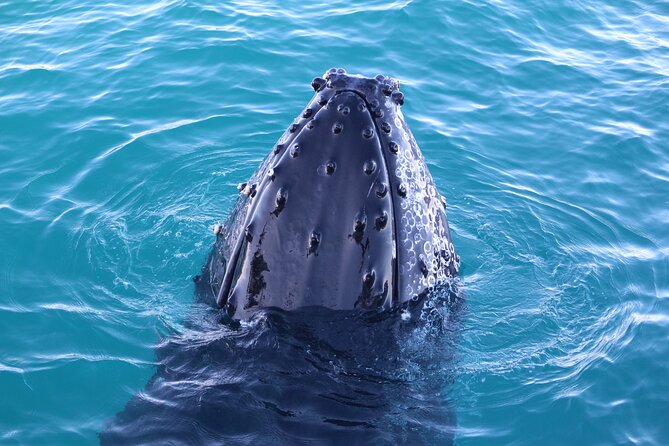 AOC Whale Watching from Broome - What the boat provides during three and a half hours
